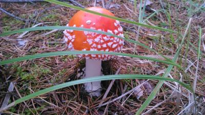 Прикрепленное изображение: DSC_0068_New3.jpg